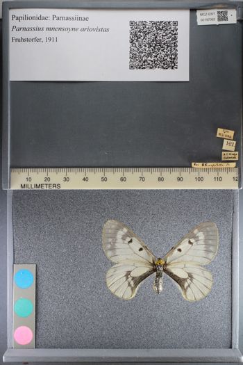 Media type: image;   Entomology 197063